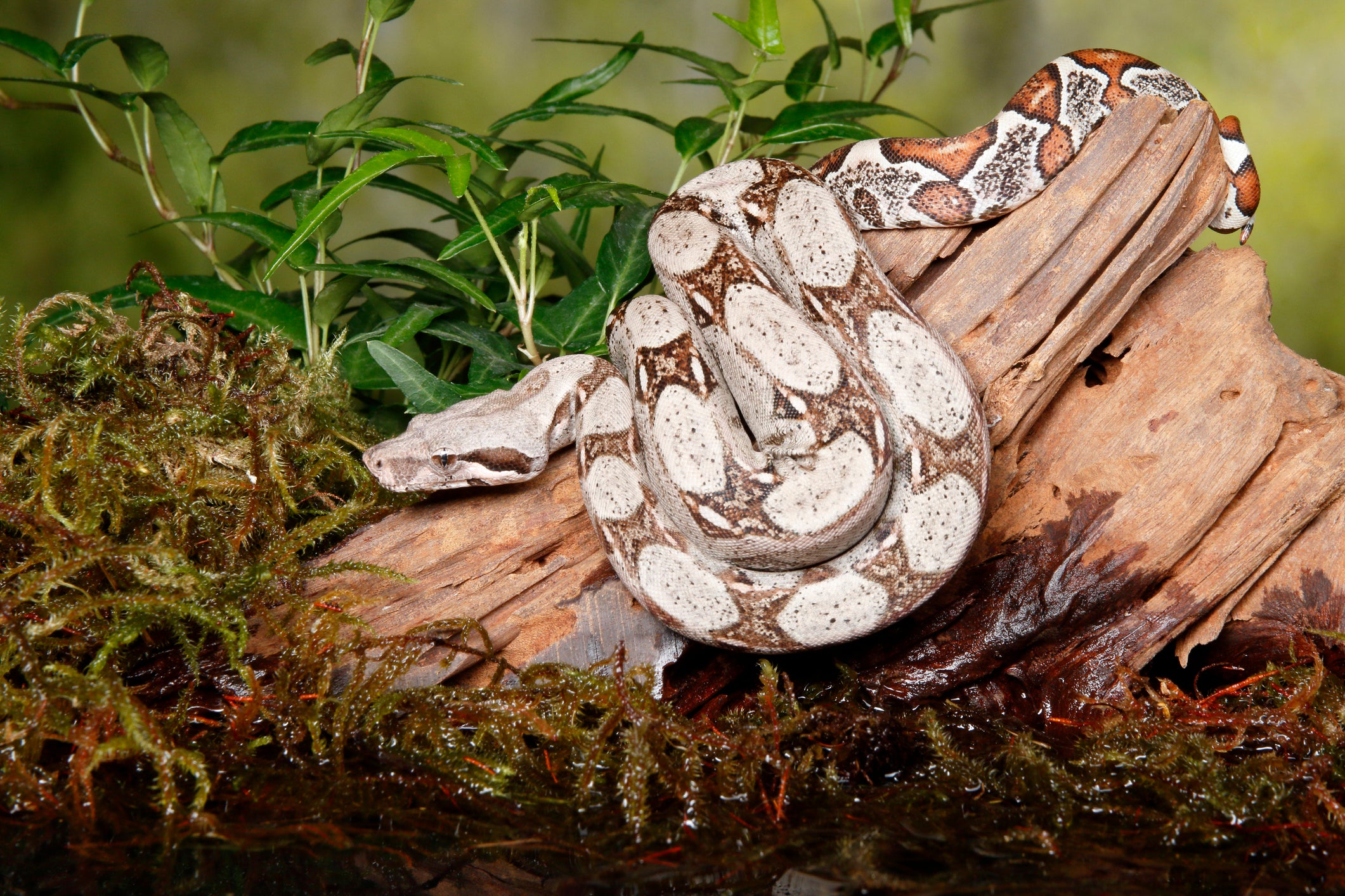 Treat Mites in Your Reptile's Terrarium without Chemicals! | Natural a –  Zen Habitats