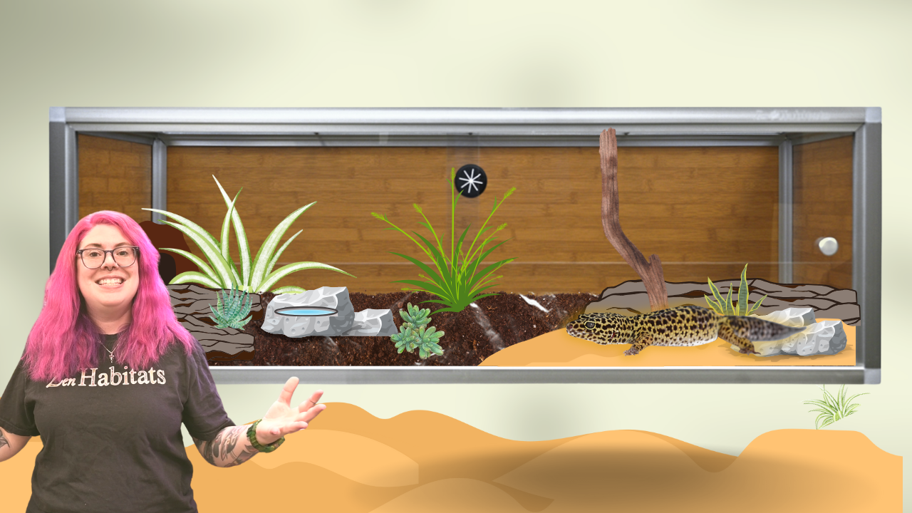 Bioactive Excavator clay set up  Leopard gecko, Leopard gecko habitat,  Reptile terrarium