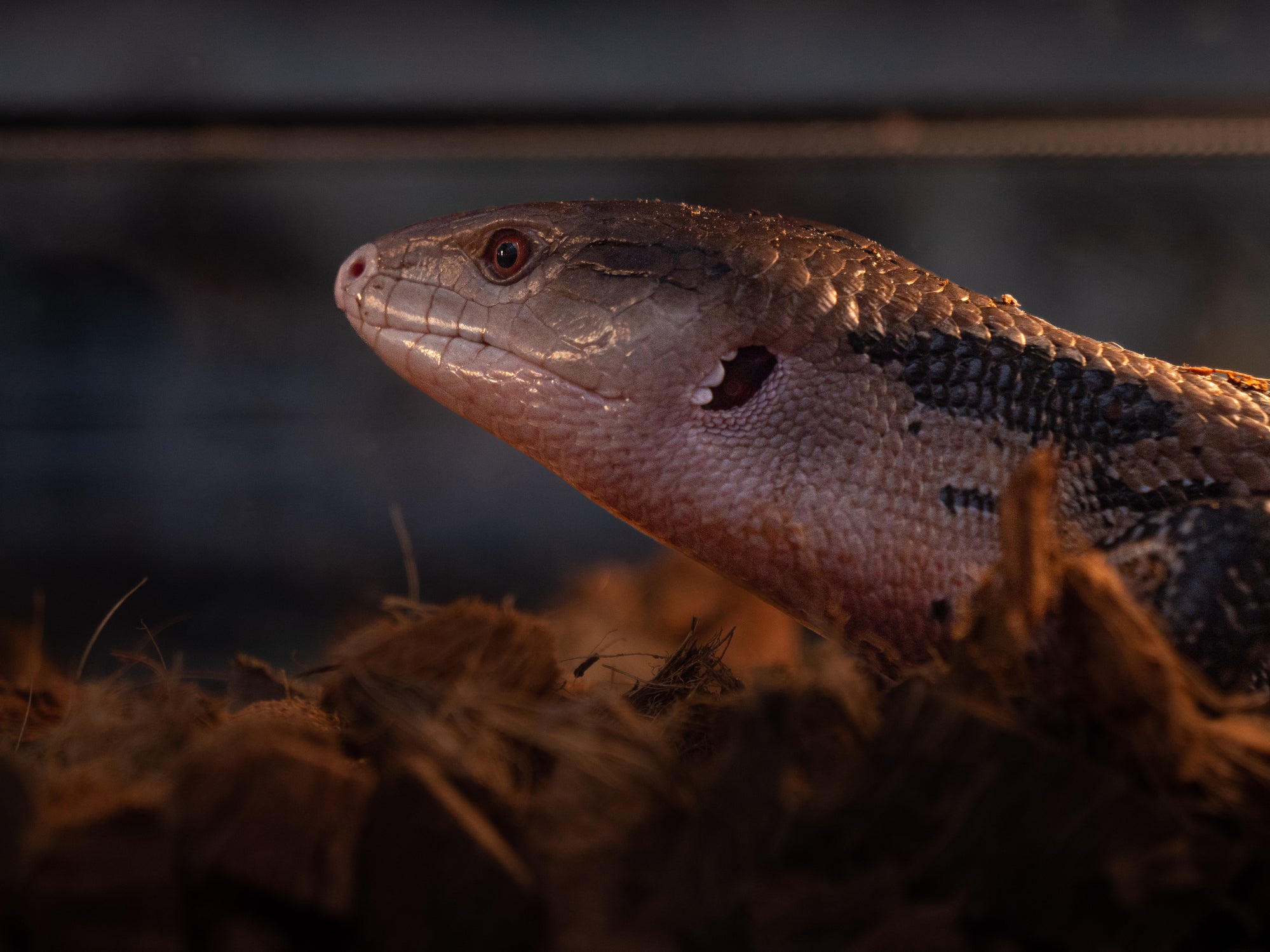 Cat food for blue tongue outlet skink