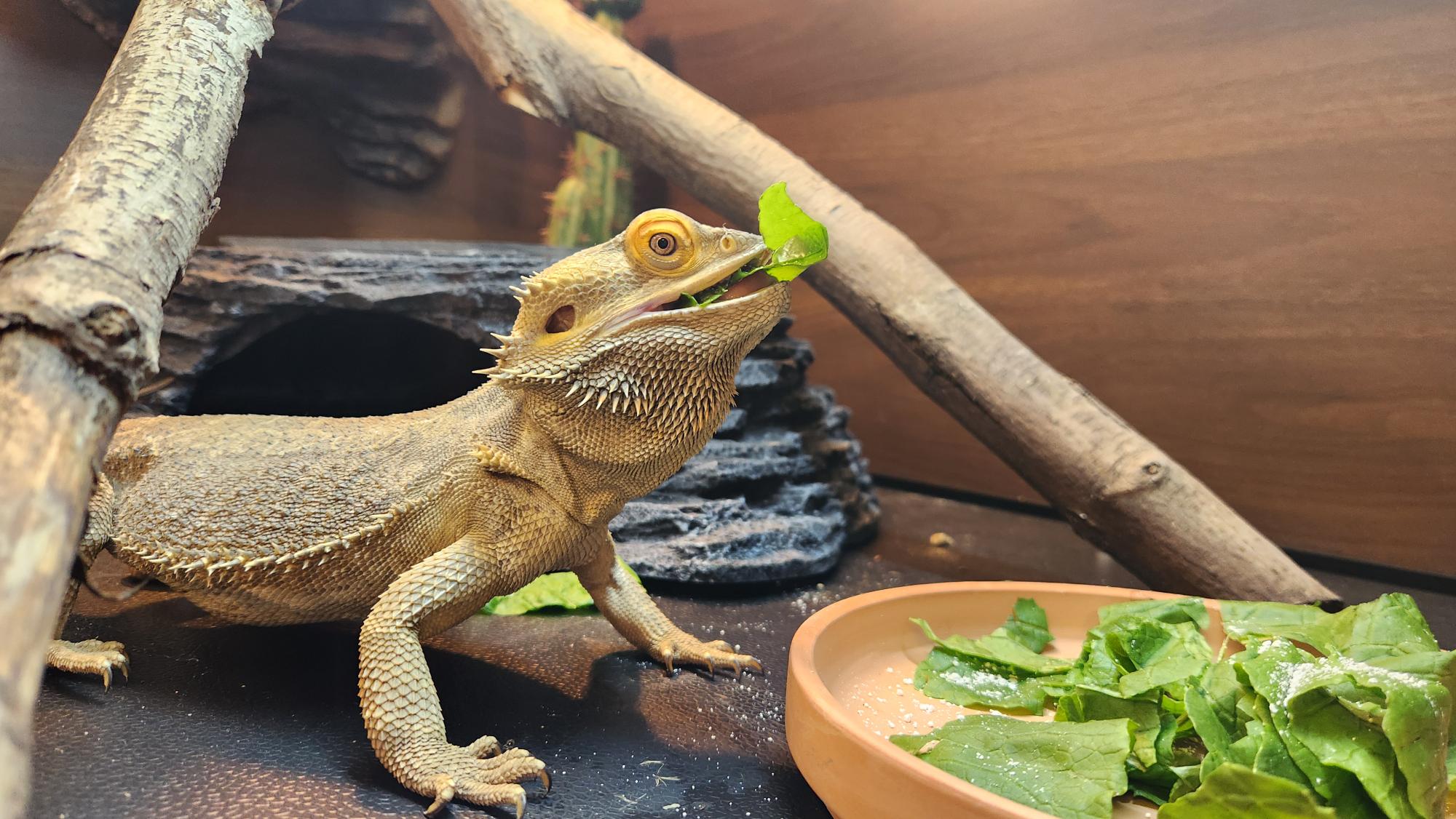 How to Get Your Bearded Dragon to Eat Greens | Zen Habitats