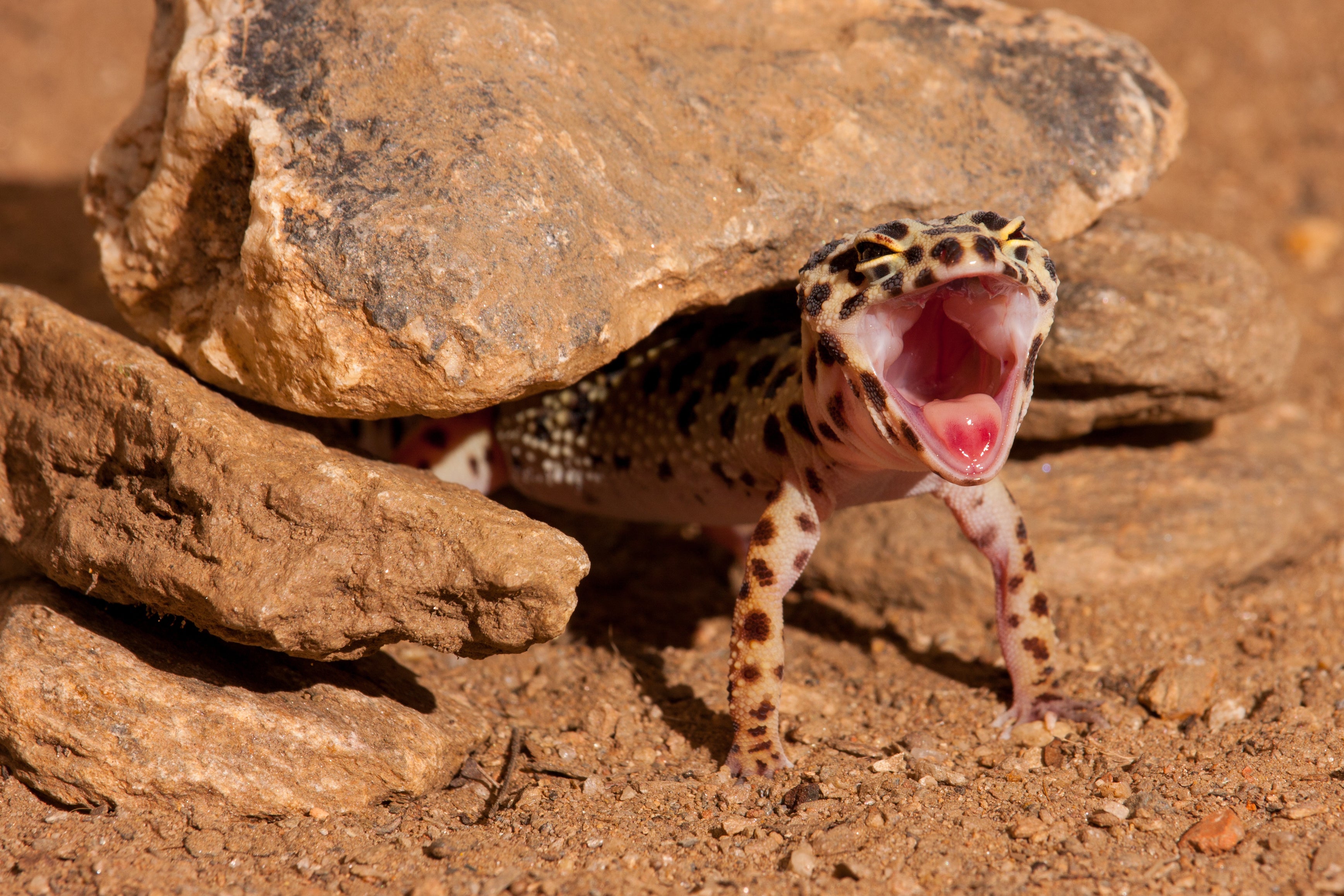Bioactive Excavator clay set up  Leopard gecko, Leopard gecko habitat,  Reptile terrarium