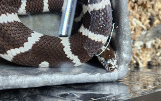 Why is My Pet Snake Soaking in Their Water Dish? | Zen Habitats