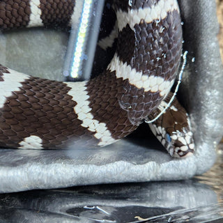 Why is My Pet Snake Soaking in Their Water Dish? | Zen Habitats