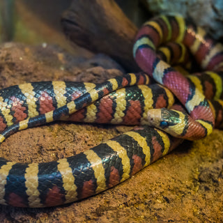 Is My Snake Thriving or Just Surviving? | Zen Habitats