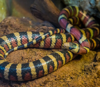 Is My Snake Thriving or Just Surviving? | Zen Habitats