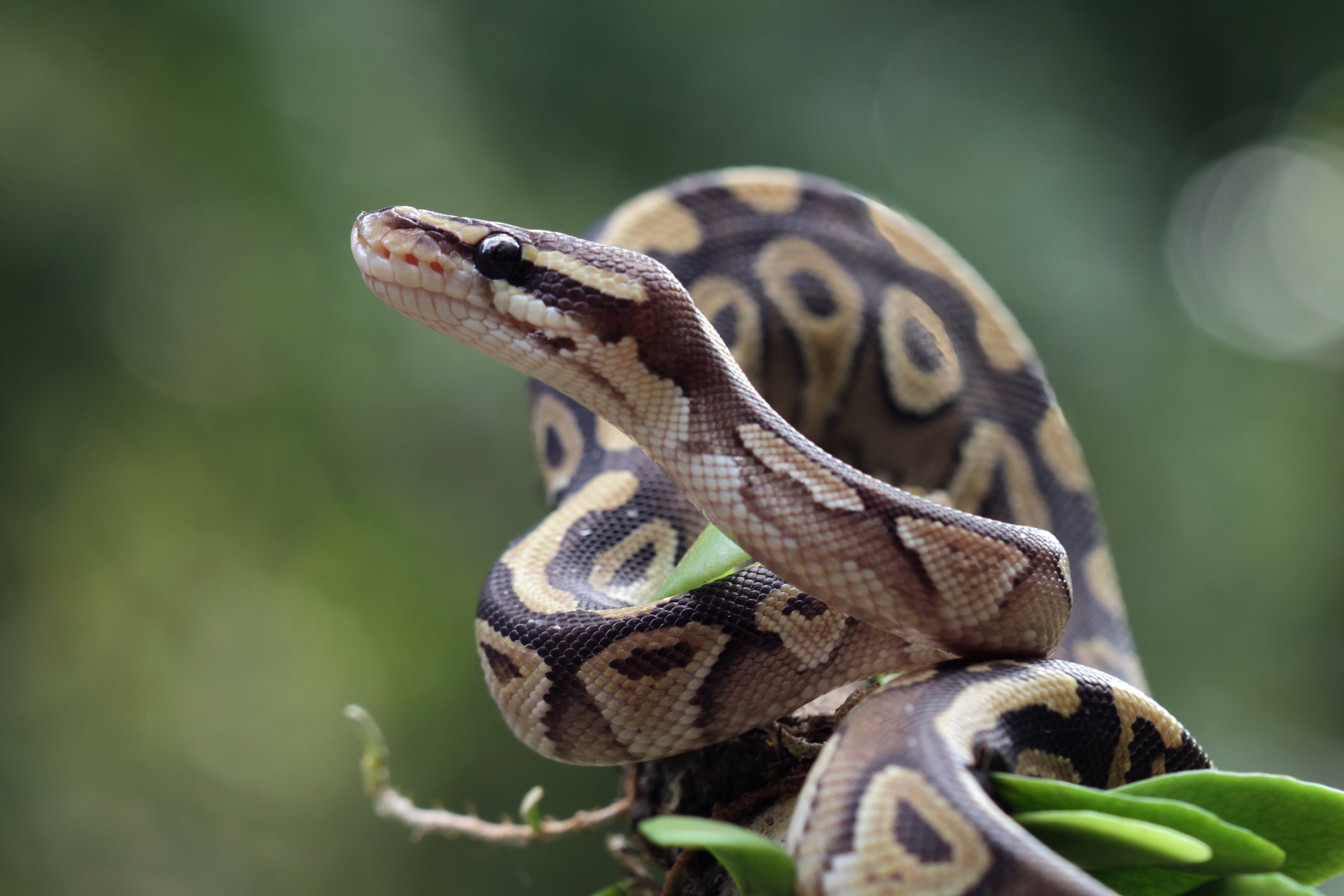 Ball Python Essential Care Information – Zen Habitats