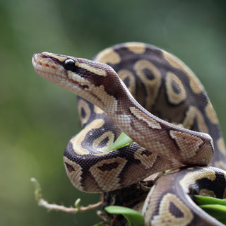 Ball Python Essential Care Information