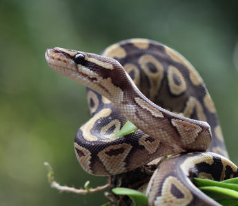 Ball Python Essential Care Information