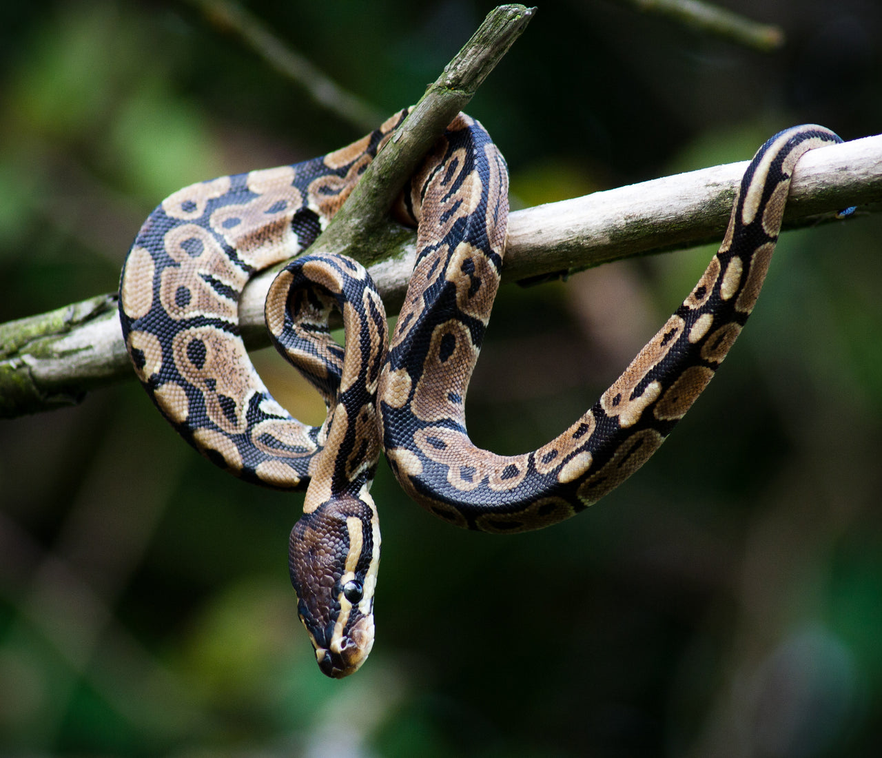 Not JUST A “Pet Rock” | Ball Python Enrichment Ideas – Zen Habitats