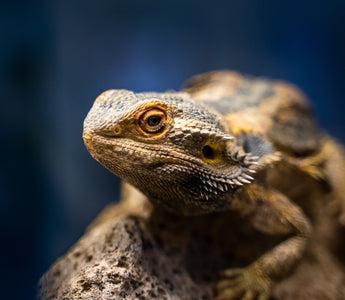 Are 40-Gallon Tanks Good For Reptiles?