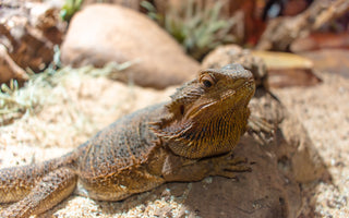 What Size Enclosure Does A Bearded Dragons Need?