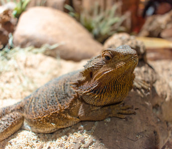 What Size Enclosure Does A Bearded Dragons Need?