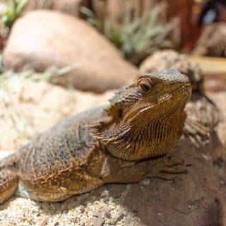 Bearded Dragon Essential Care Information