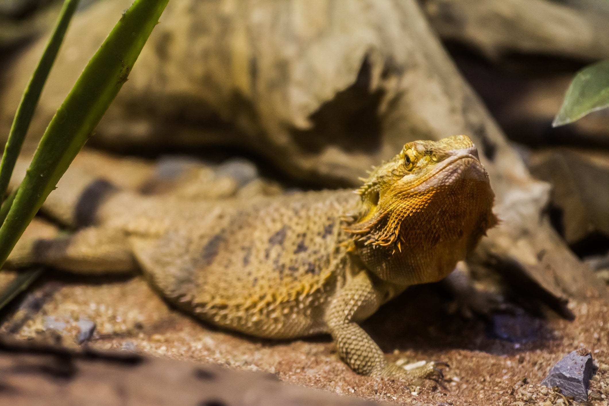 Bearded Dragon Complete Substrate Guide – Zen Habitats