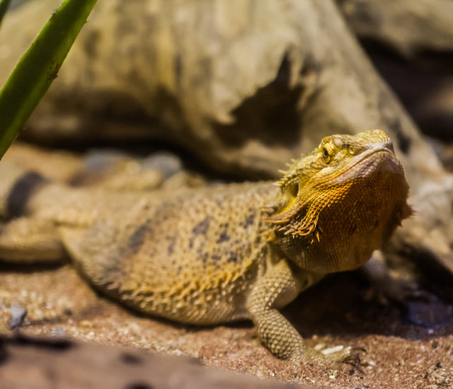 Bearded Dragon Complete Substrate Guide – Zen Habitats