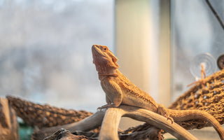 What Should A Bearded Dragon Live In? | Bearded Dragon Enclosure Q&A