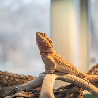 What Should A Bearded Dragon Live In? | Bearded Dragon Enclosure Q&A
