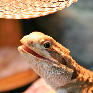 Do I Need to Use A Thermostat for My Reptile? | Zen Habitats