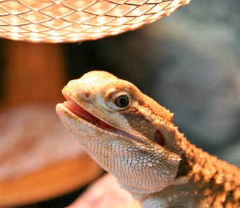 Do I Need to Use A Thermostat for My Reptile? | Zen Habitats