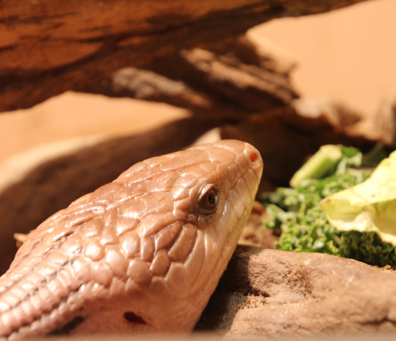 blue-tongued-skink-complete-food-guide-zen-habitats