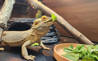 How to Get Your Bearded Dragon to Eat Greens | Zen Habitats