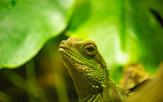 Chinese Water Dragon Ultimate Shopping List