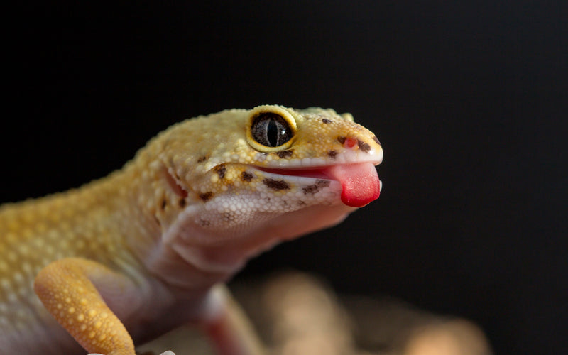 Leopard Gecko Ultimate Shopping List | Everything You Need to Get Started!