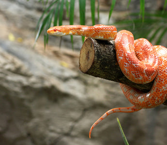 Corn Snake Essential Care Information