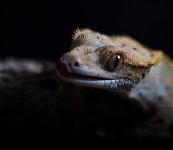 Crested Gecko Complete Lighting and Heating Guide