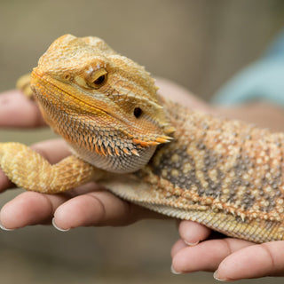 5 Common Mistakes that Bearded Dragon Owners Make!