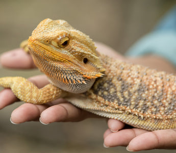 5 Common Mistakes that Bearded Dragon Owners Make!