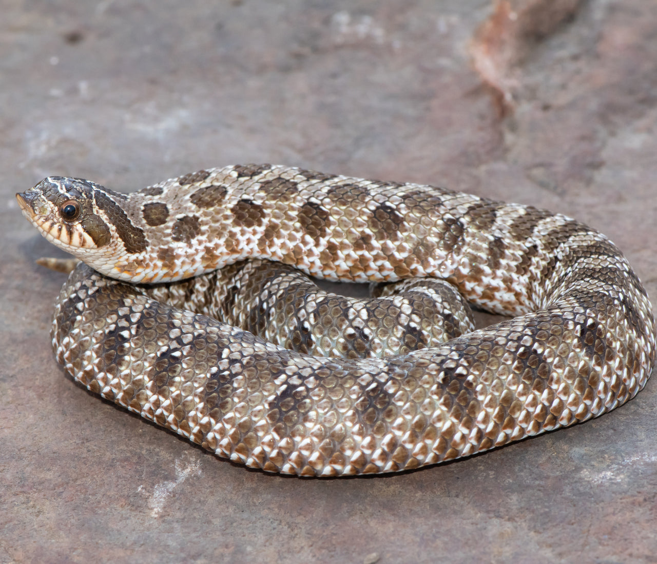 Hognose Snake Care Sheet | ReptiFiles – Zen Habitats