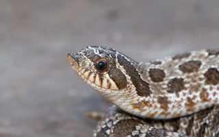 Hognose Snake Ultimate Shopping List