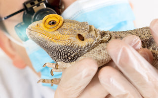 How to Prevent and Treat MBD in Reptiles | Metabolic Bone Disease