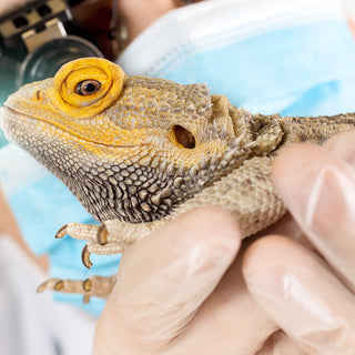 How to Prevent and Treat MBD in Reptiles | Metabolic Bone Disease