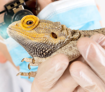 How to Prevent and Treat MBD in Reptiles | Metabolic Bone Disease