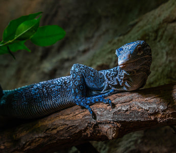 What Is a Bioactive Reptile Enclosure?