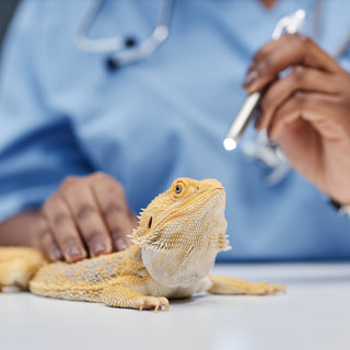 How to Tell if Your Bearded Dragon is Healthy