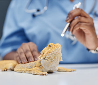 How to Tell if Your Bearded Dragon is Healthy