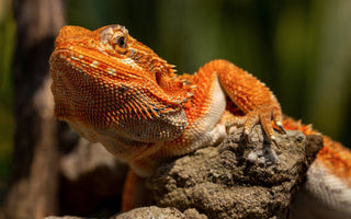 Bearded Dragon Essential Care Information