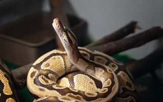 Ball Python VS Corn Snake | Which Should I Get?