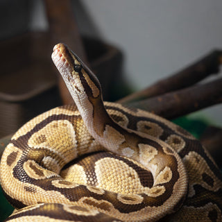 Ball Python VS Corn Snake | Which Should I Get?