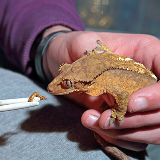 What to Do If Your Crested Gecko Is Not Eating