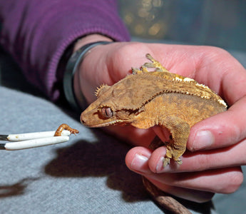 What to Do If Your Crested Gecko Is Not Eating