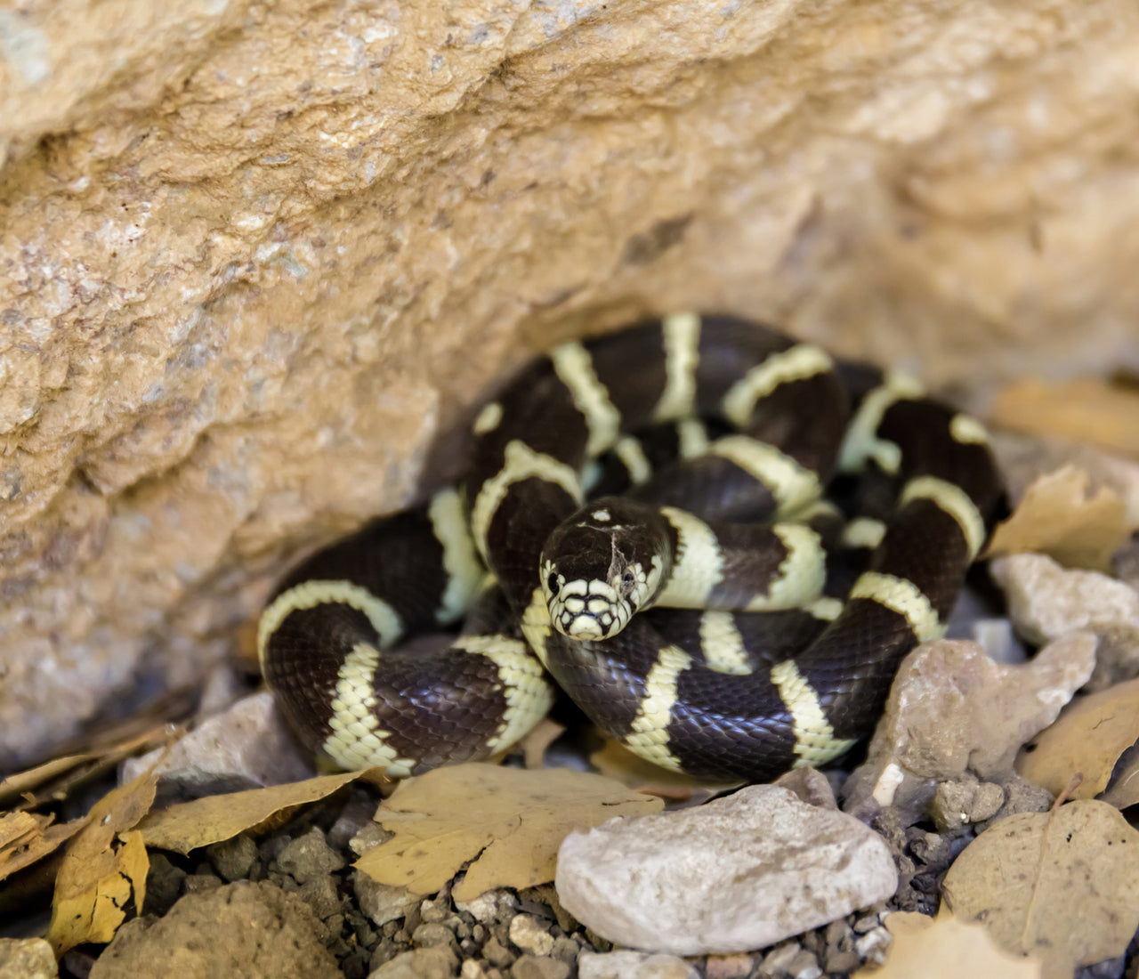 King Snake General Reptile Care Guide | Reptifiles – Zen Habitats