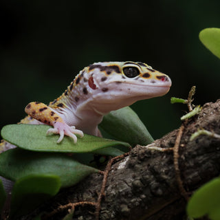 New Research Finds Leopard Geckos Prefer Bioactive Enclosures!