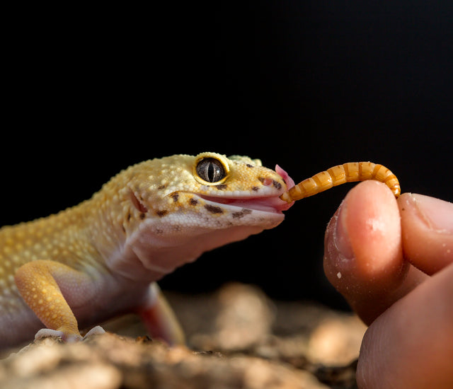 Leopard Gecko Complete Food Guide – Zen Habitats