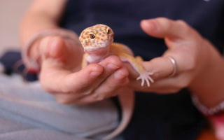 How to Pick the Right Pet Reptile Species for You