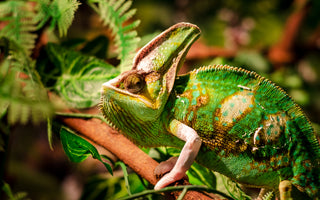 Veiled Chameleon Ultimate Shopping List