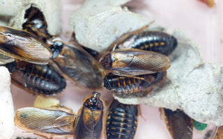 How to Set Up Easy Maintenance Feeder Insect Tubs for Reptiles